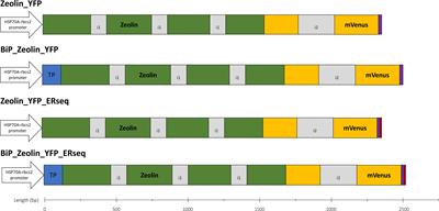 Towards microalga-based superfoods: heterologous expression of zeolin in Chlamydomonas reinhardtii